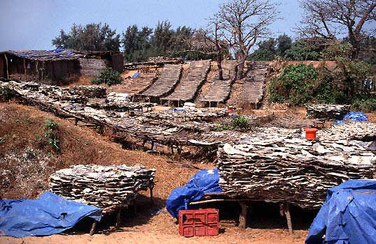 Senegal