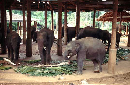 Pinnawela, Sri Lanka