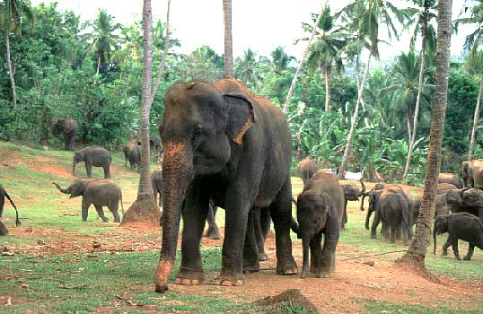 Pinnawela, Sri Lanka