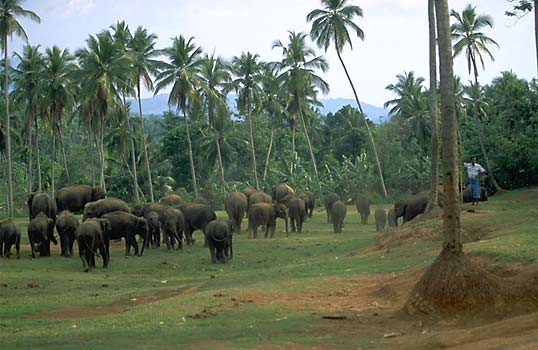 Pinnawela, Sri Lanka