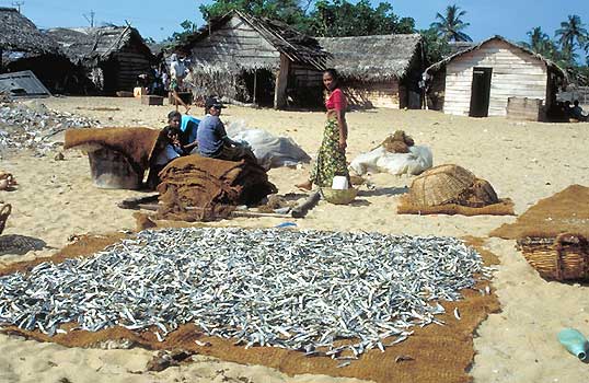 Negombo, Sri Lanka